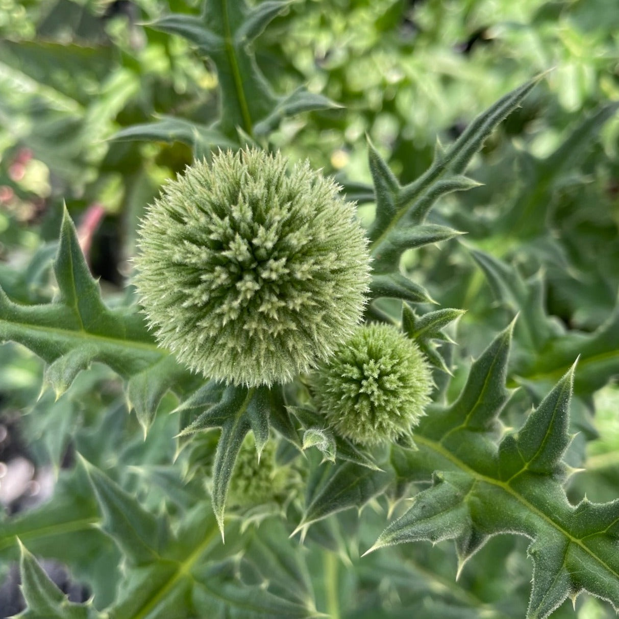 Echinops Arctic Glow 5.5" Pot