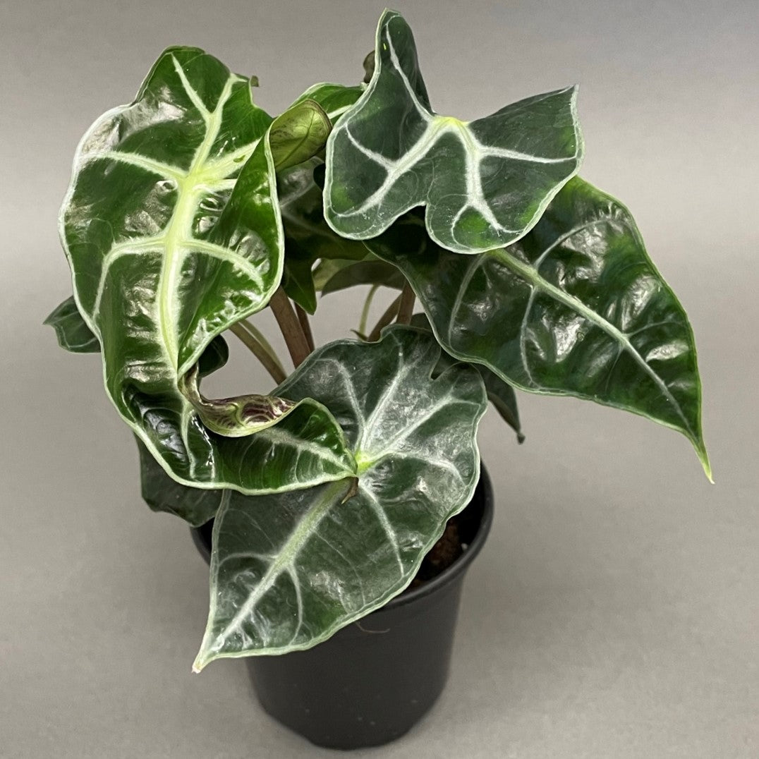 Alocasia Polly 4" Pot
