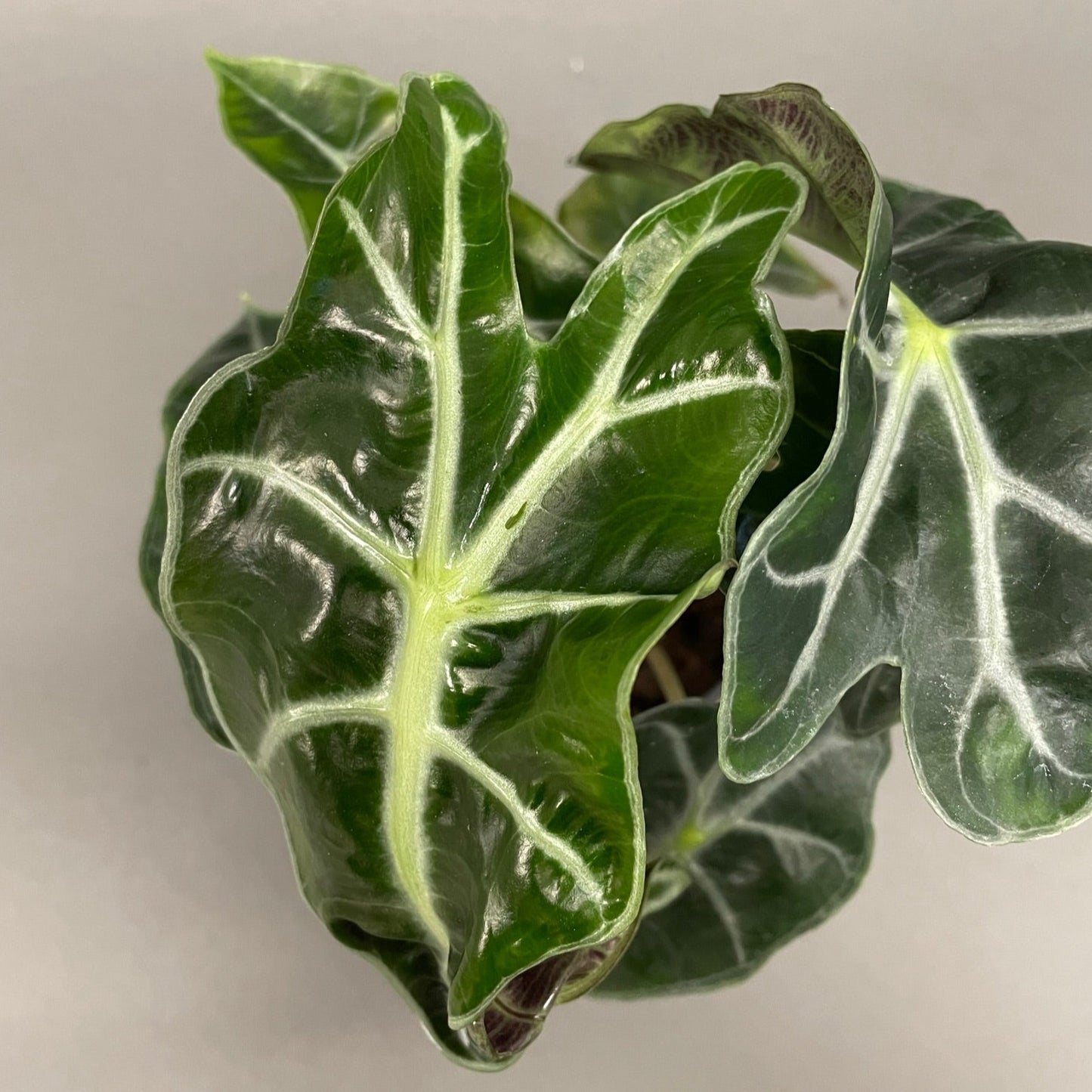 Alocasia Polly 4" Pot