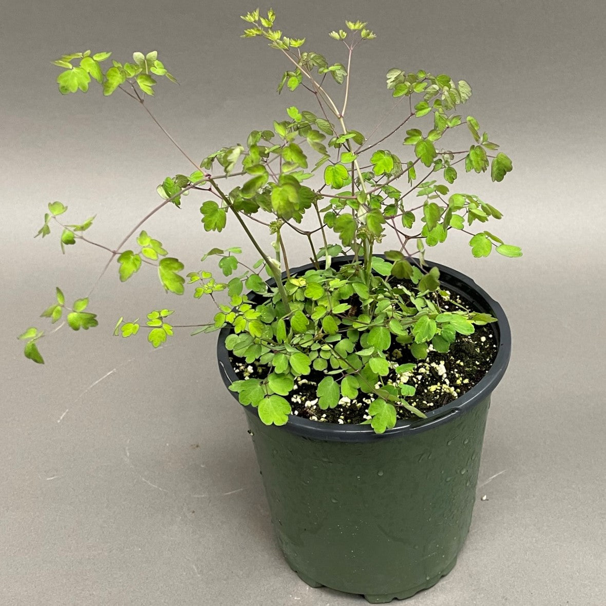 Thalictrum Hewitt's Double 1 Gallon Pot