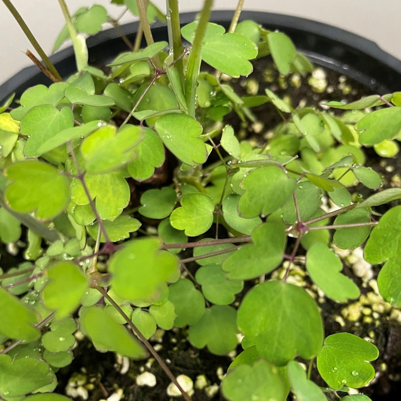 Thalictrum Hewitt's Double 1 Gallon Pot