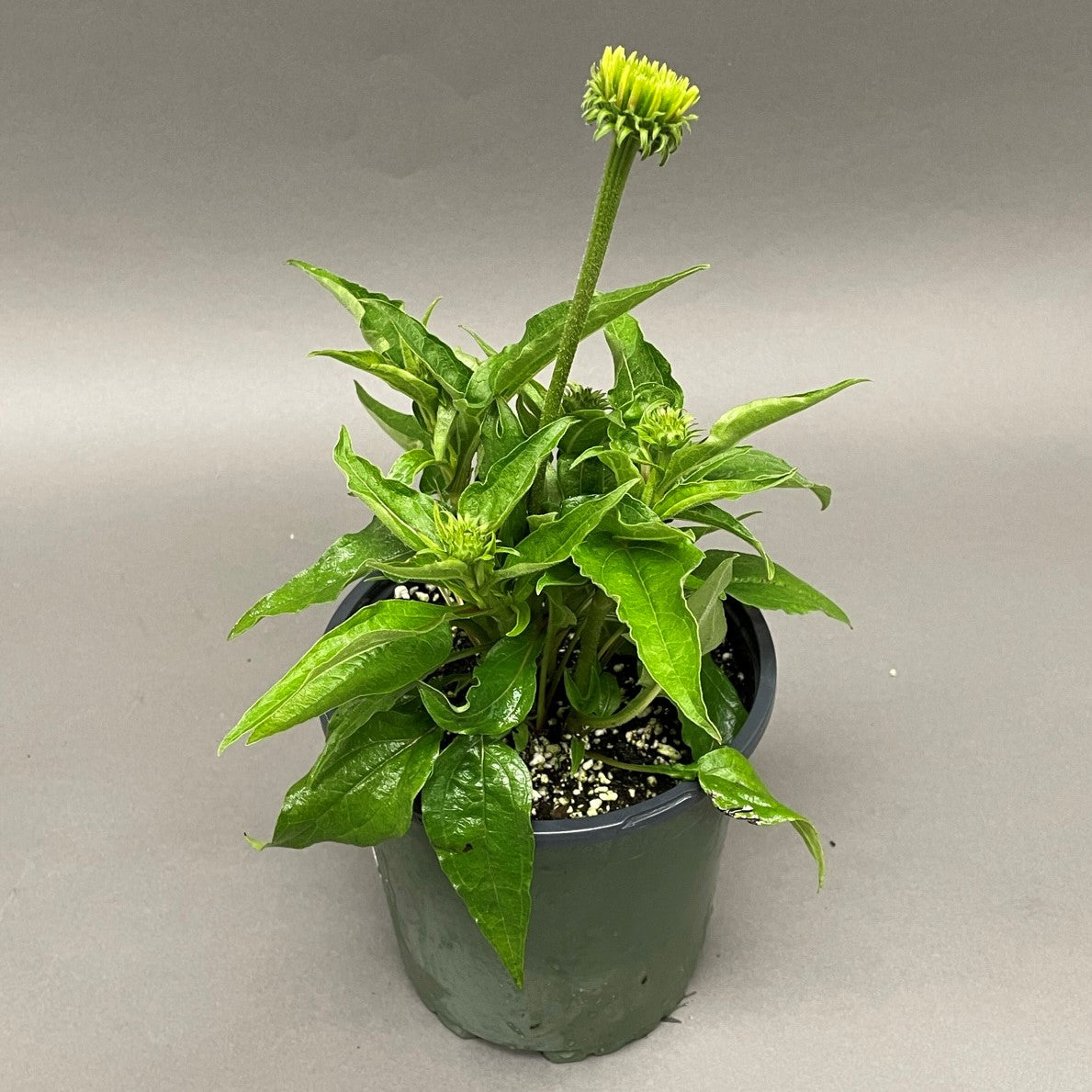 Coneflower 'Sombrero®' Series