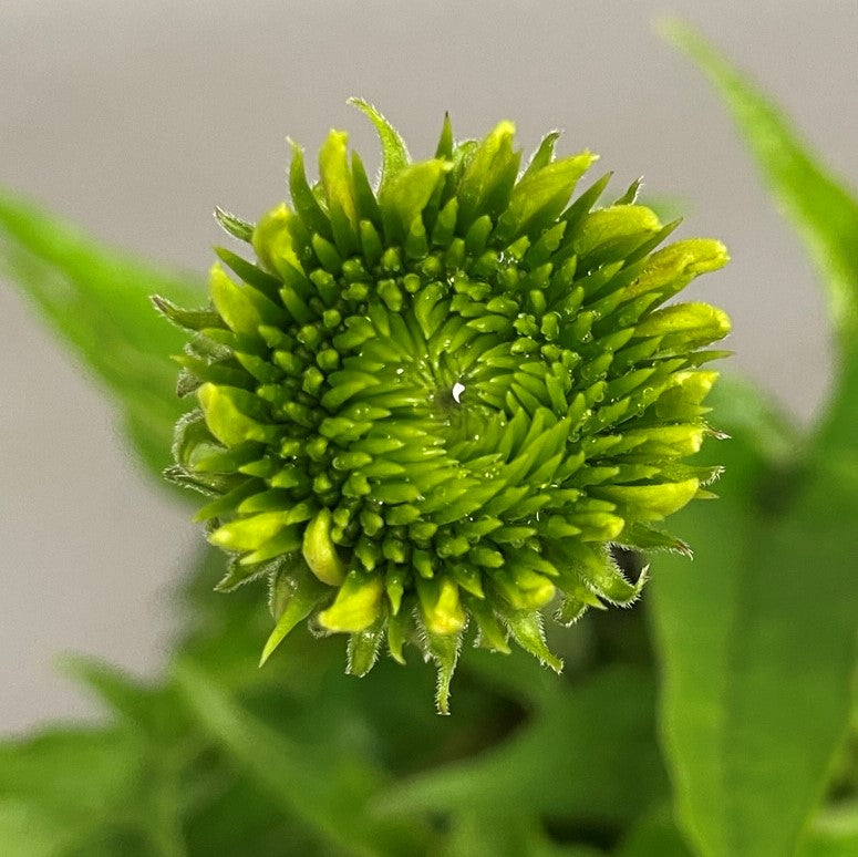 Coneflower 'Sombrero®' Series