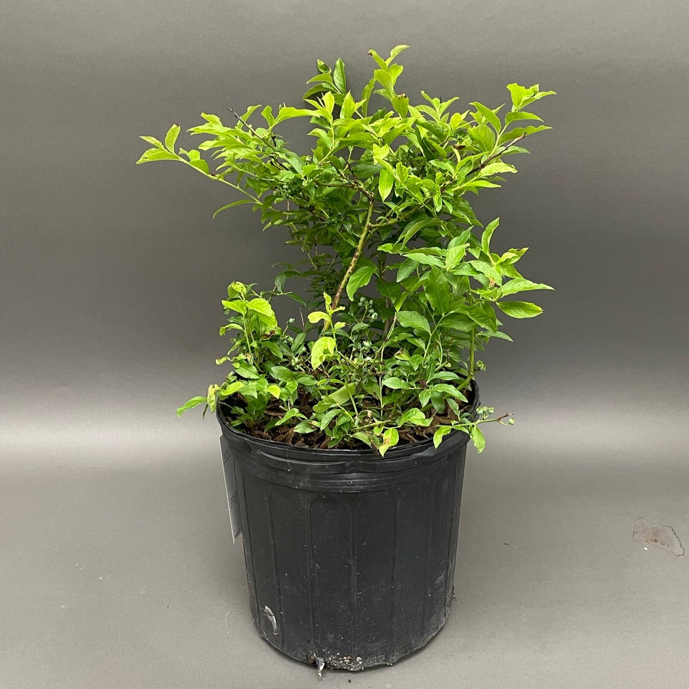 Blueberry 'Northcountry' Half-Highbush