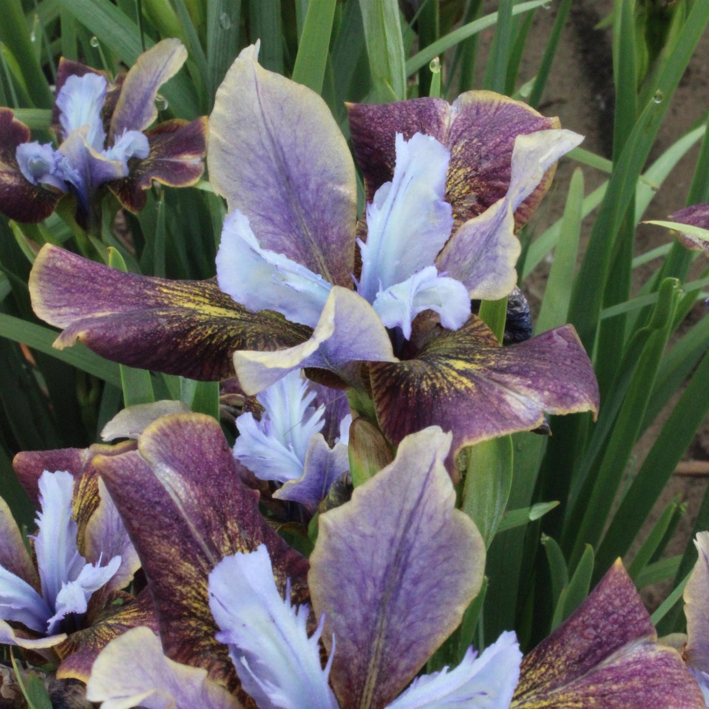 Siberian Iris ‘Black Joker’