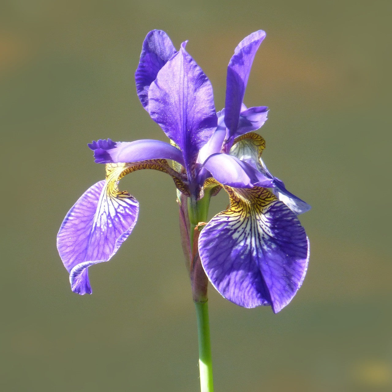 Siberian Iris 'Silver Edge'