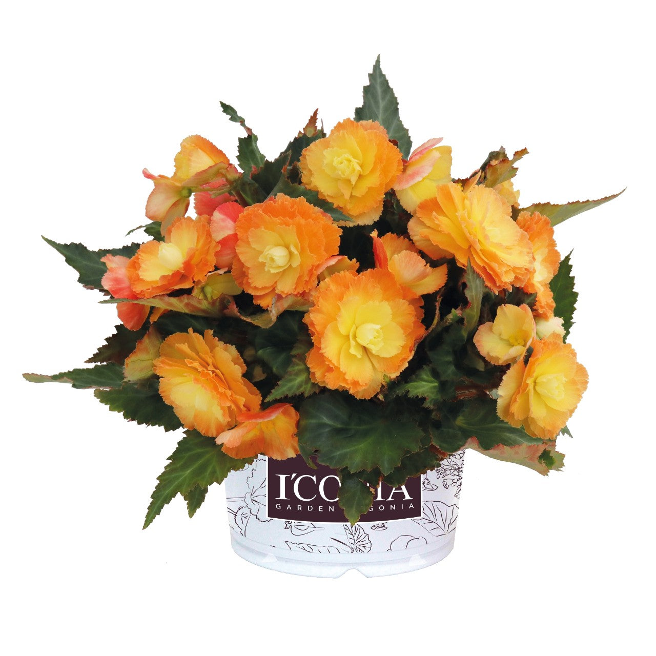 Begonia I'CONIA®