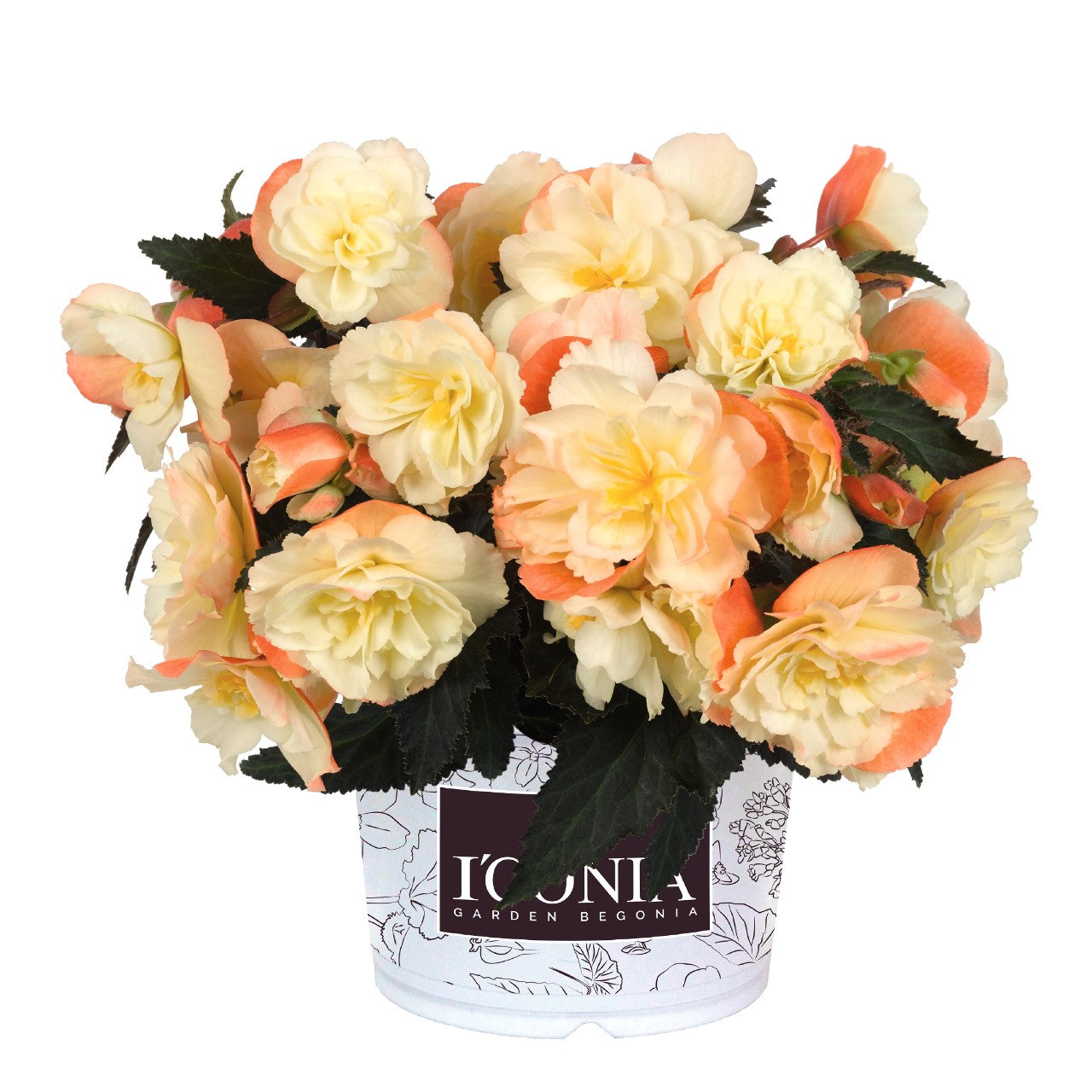Begonia I'CONIA®