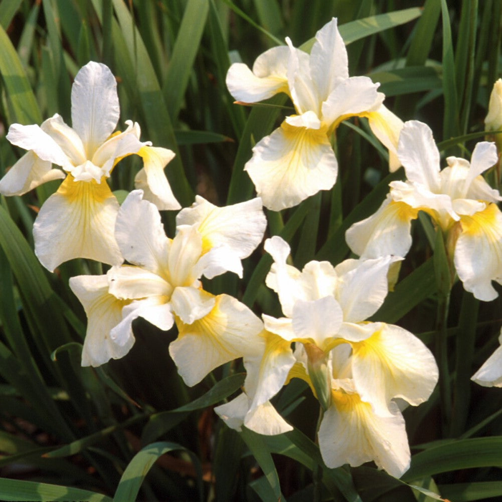 Siberian Iris 'Butter & Sugar'