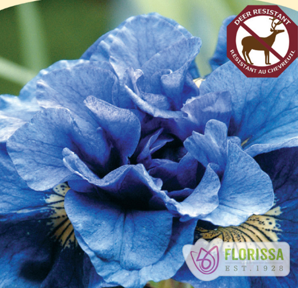 Double Siberian Iris 'Concord Crush'