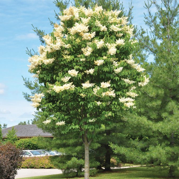 Lilac 'Ivory Silk'