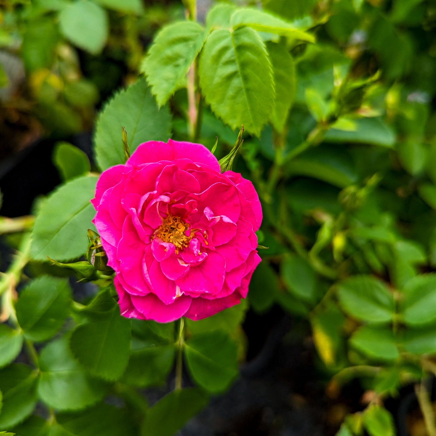 Rose 'John Cabot'