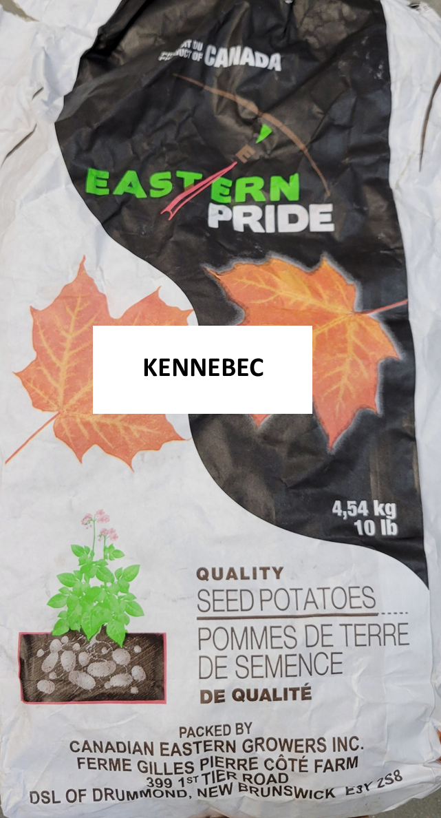 Potatoes Kennebec Seed