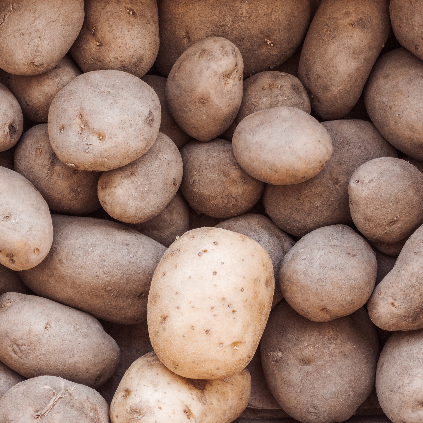 Potatoes Kennebec Seed