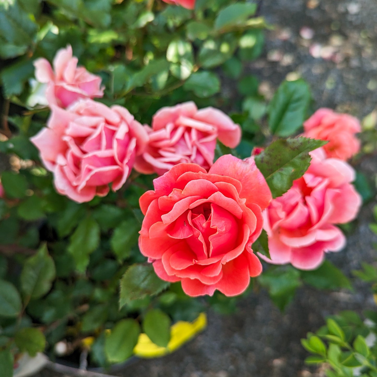 Rose 'Coral Knock Out®'