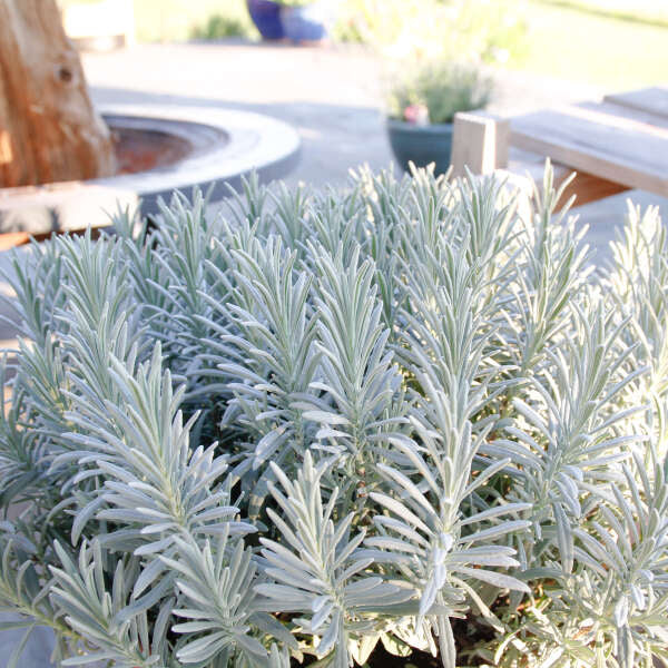 Lavender Sensational!