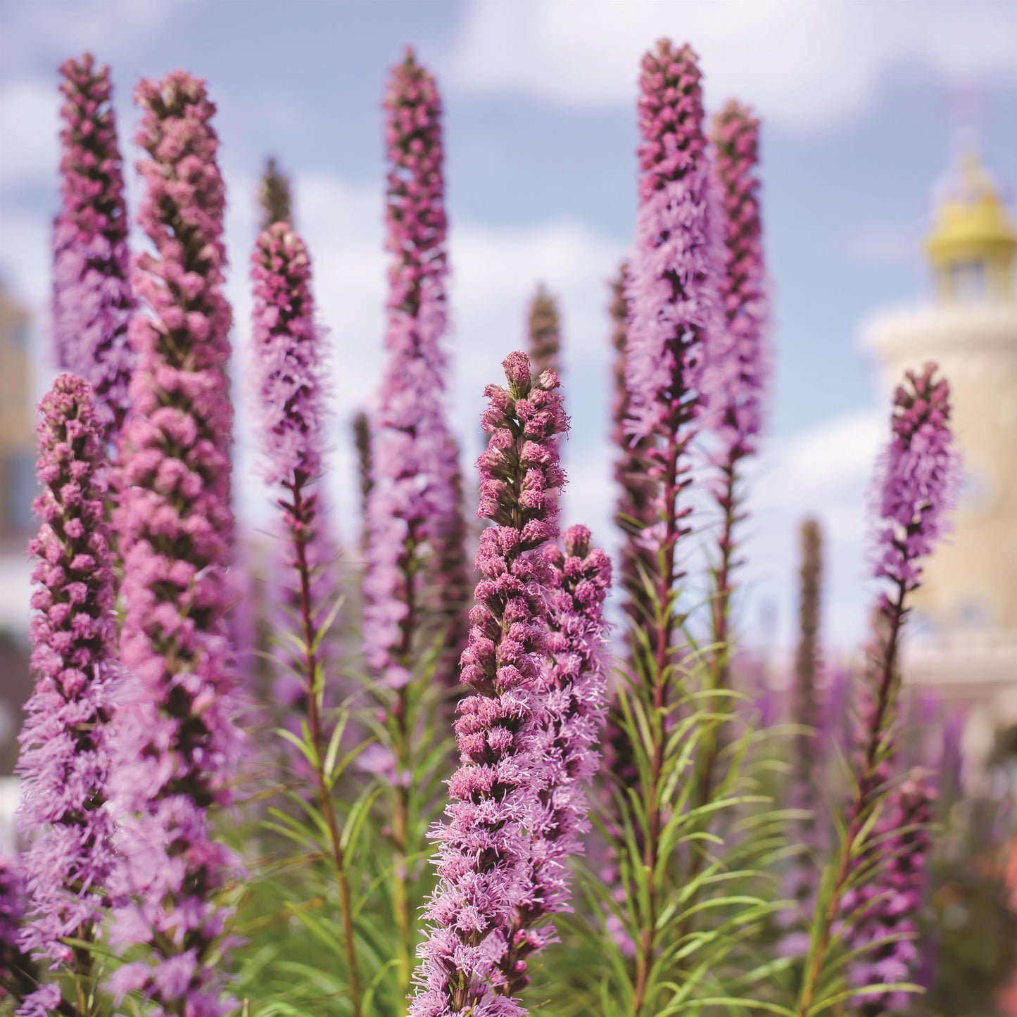Blazing Star