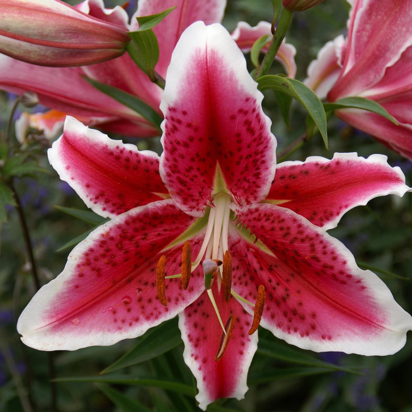 Oriental Lily 'Starfighter'