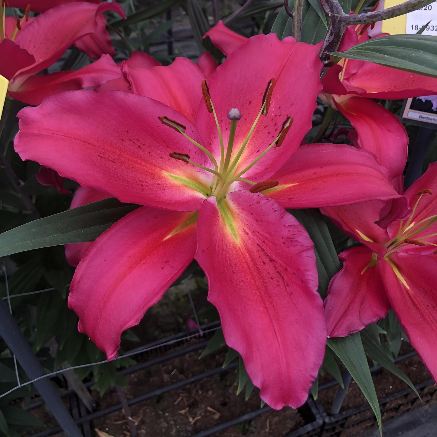 Oriental Lily ‘Tarrango’