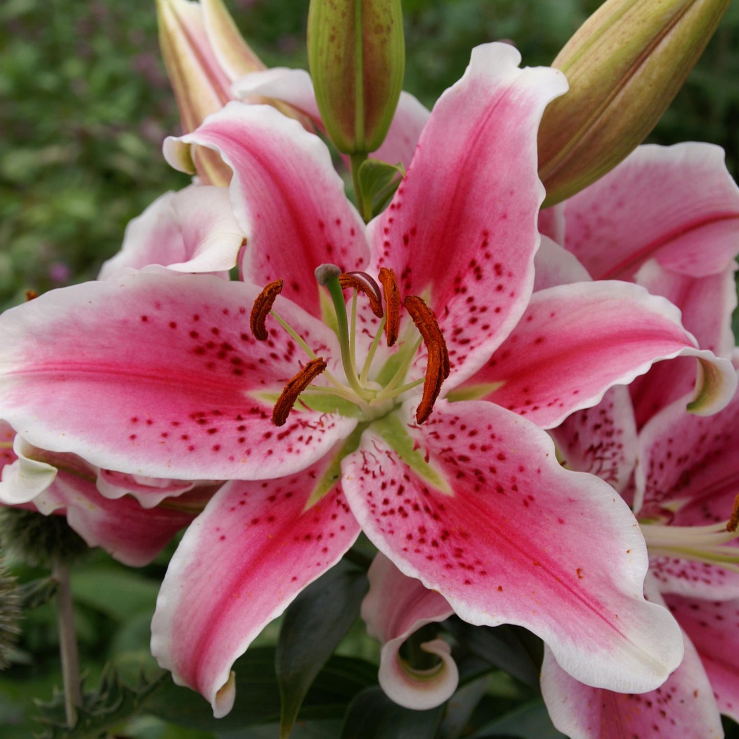 Oriental Lily 'Stargazer'