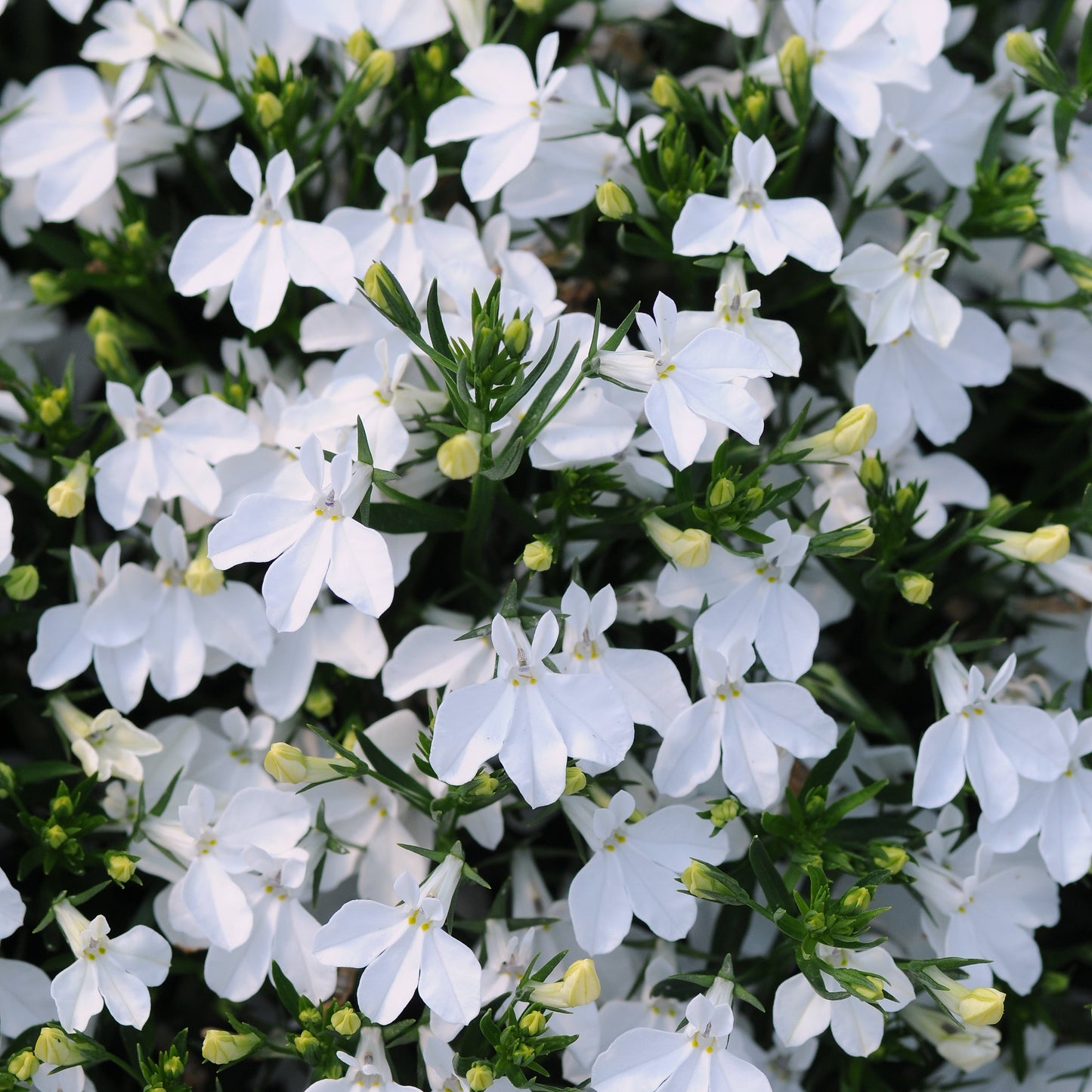 Lobelia 'Magadi™'