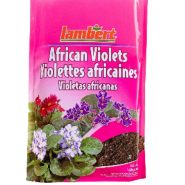 Lambert African Violet Mix