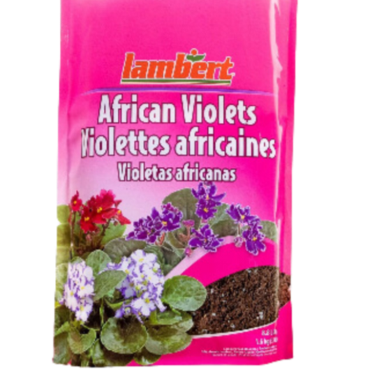 Lambert African Violet Mix