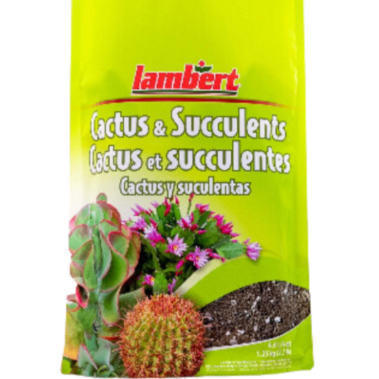 Lambert Cactus and Succulent Mix