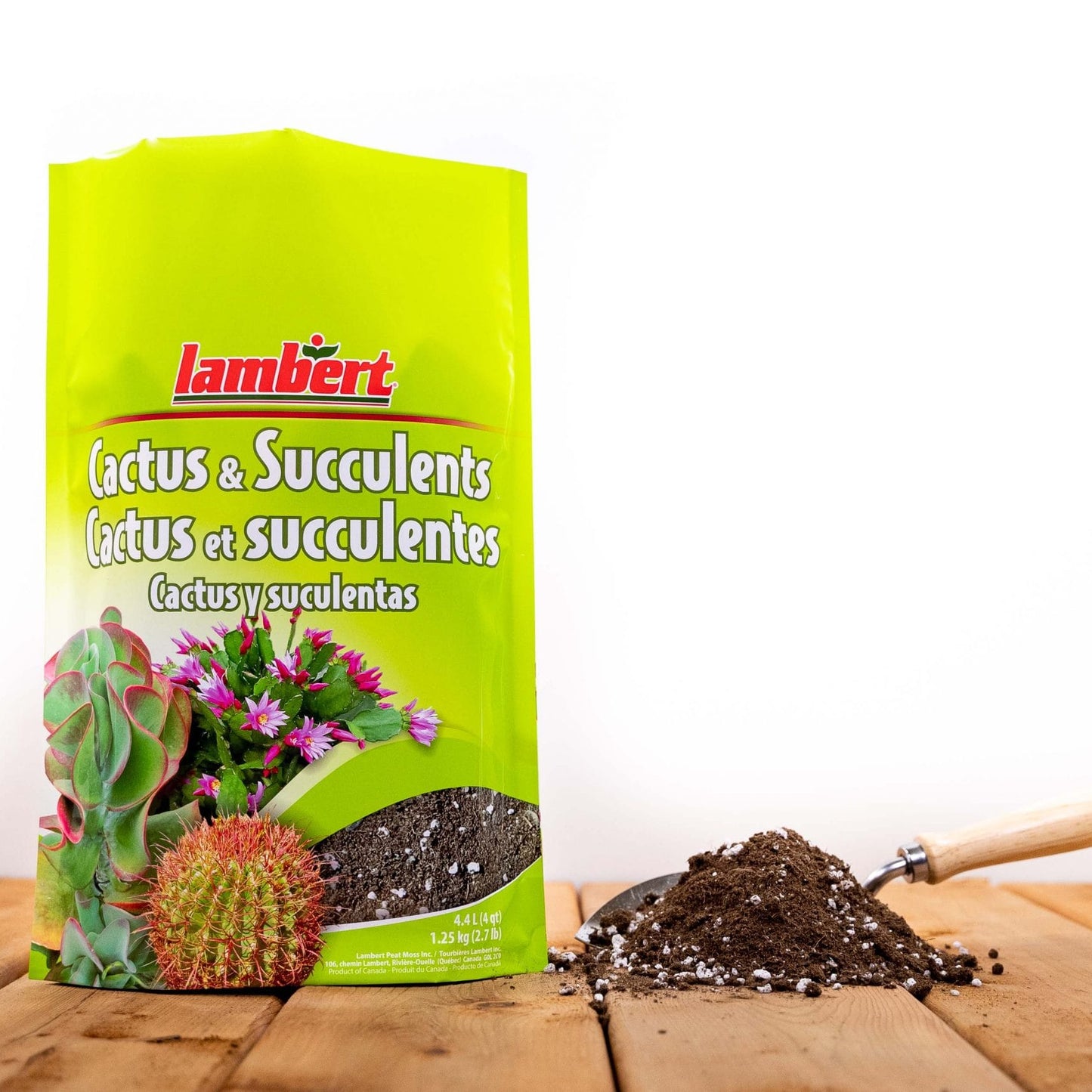 Cactus and Succulent Mix