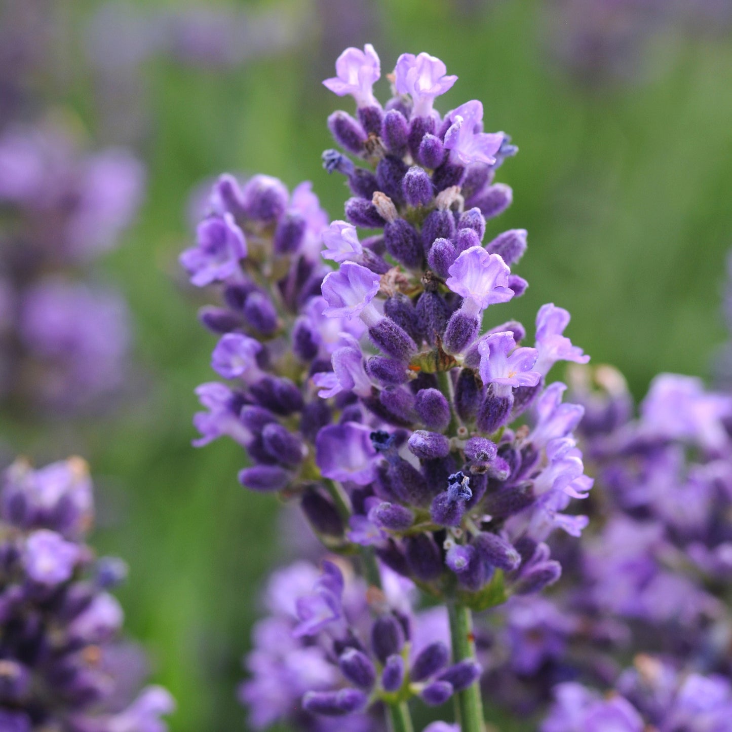 Lavender 'Super Blue'