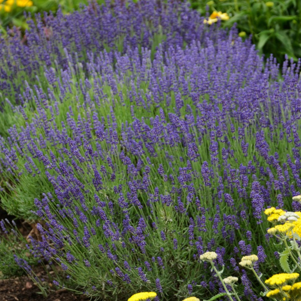 Lavender 'Hidcote Blue' English
