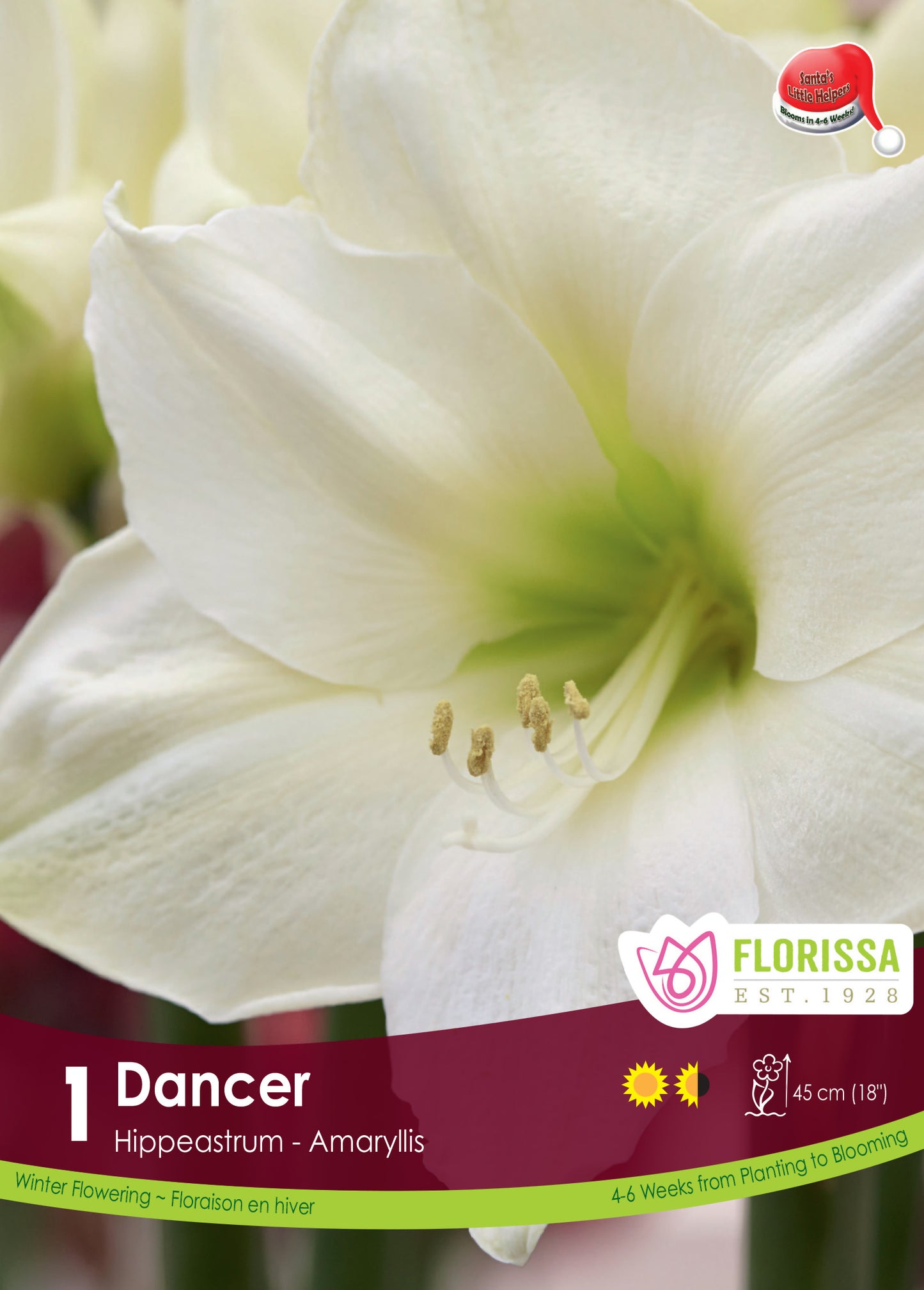 Amaryllis 'Dancer' Bulb 1/pkg