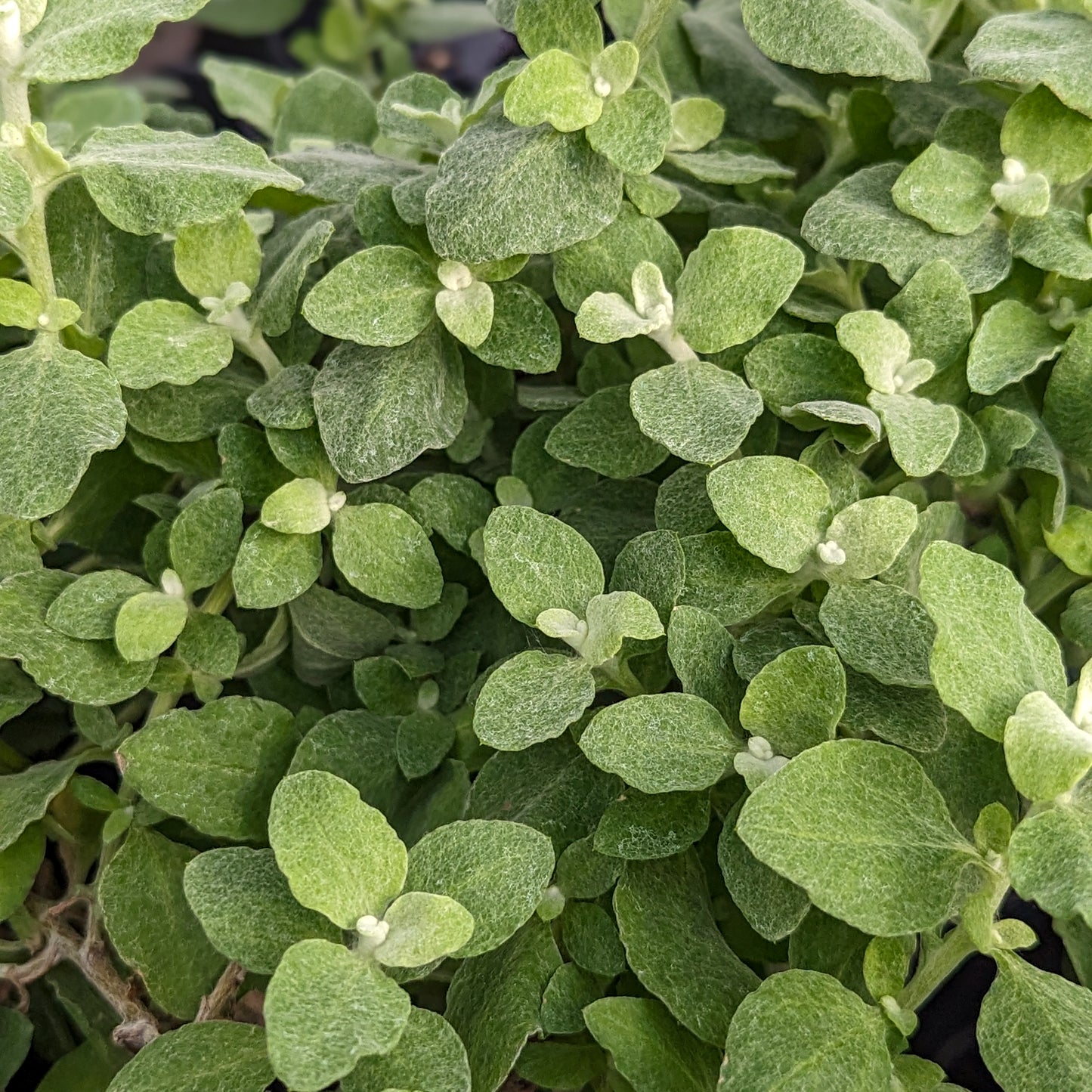 Helichrysum petiolare