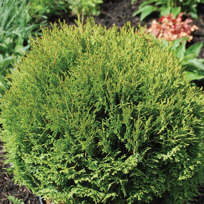 Cedar 'Little Giant' Globe