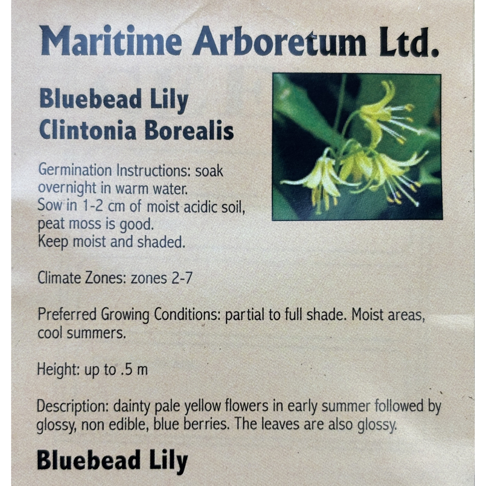 Maritime Arboretum Seed Bluebead Lily