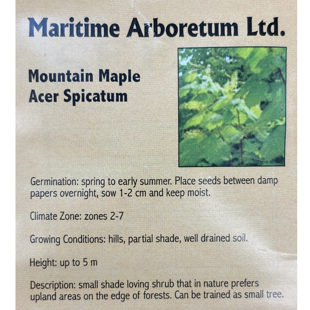 Maritime Arboretum Seed Mountain Maple
