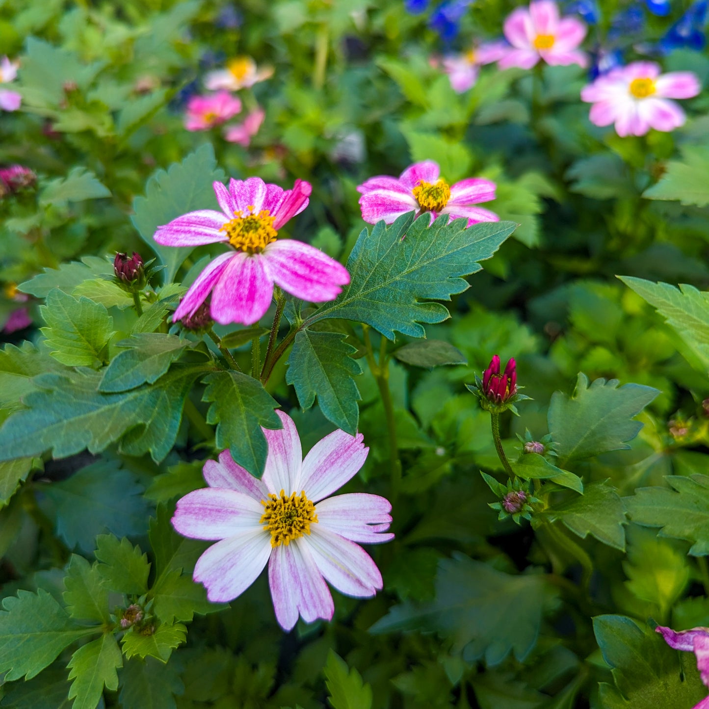 Bidens