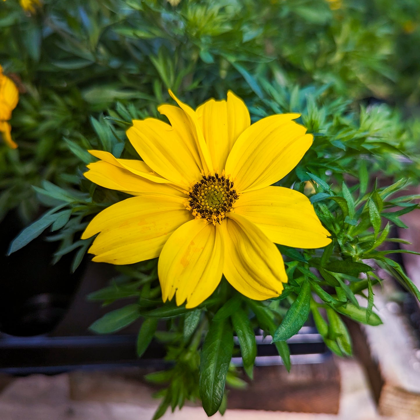 Bidens