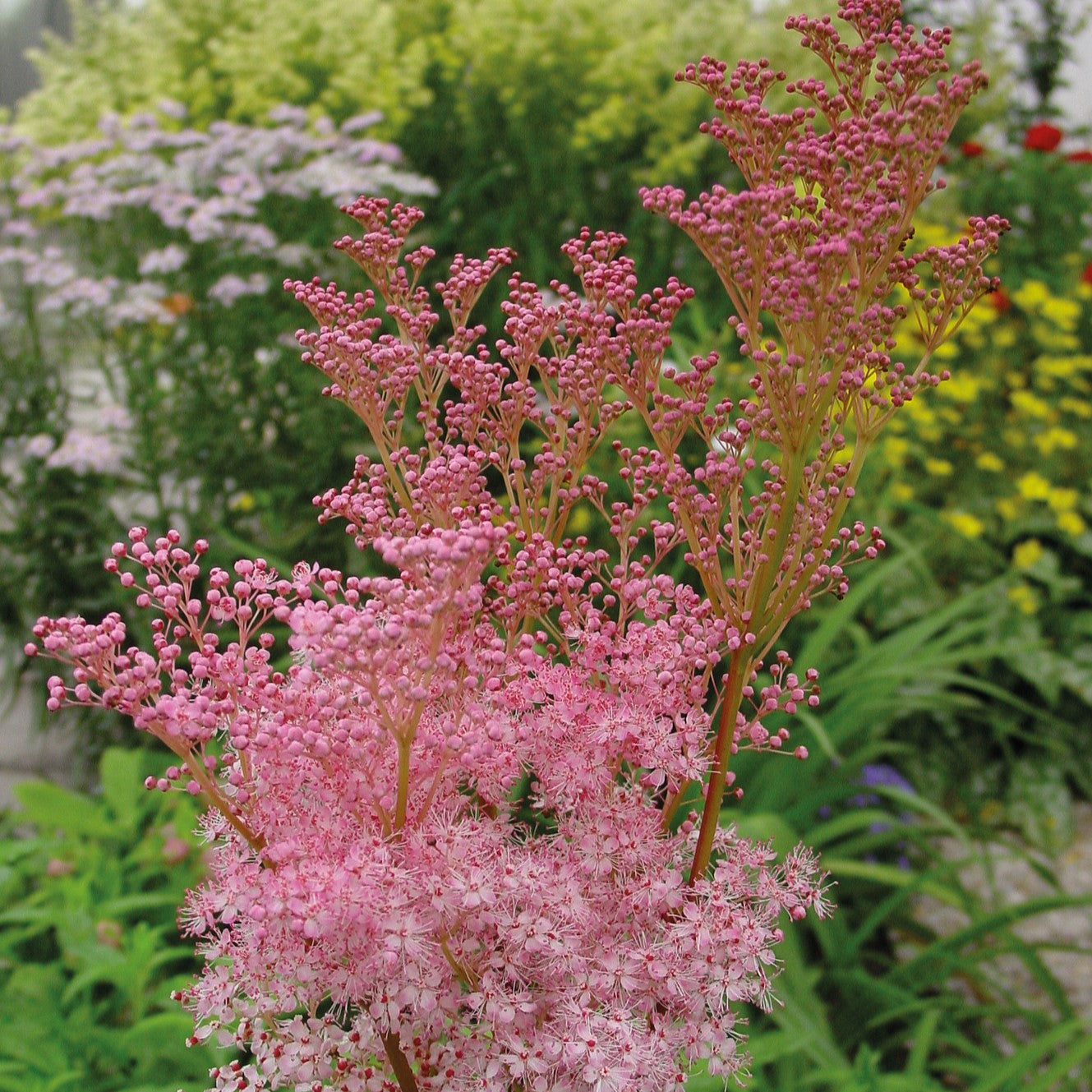 Dwarf Pink Meadowsweet