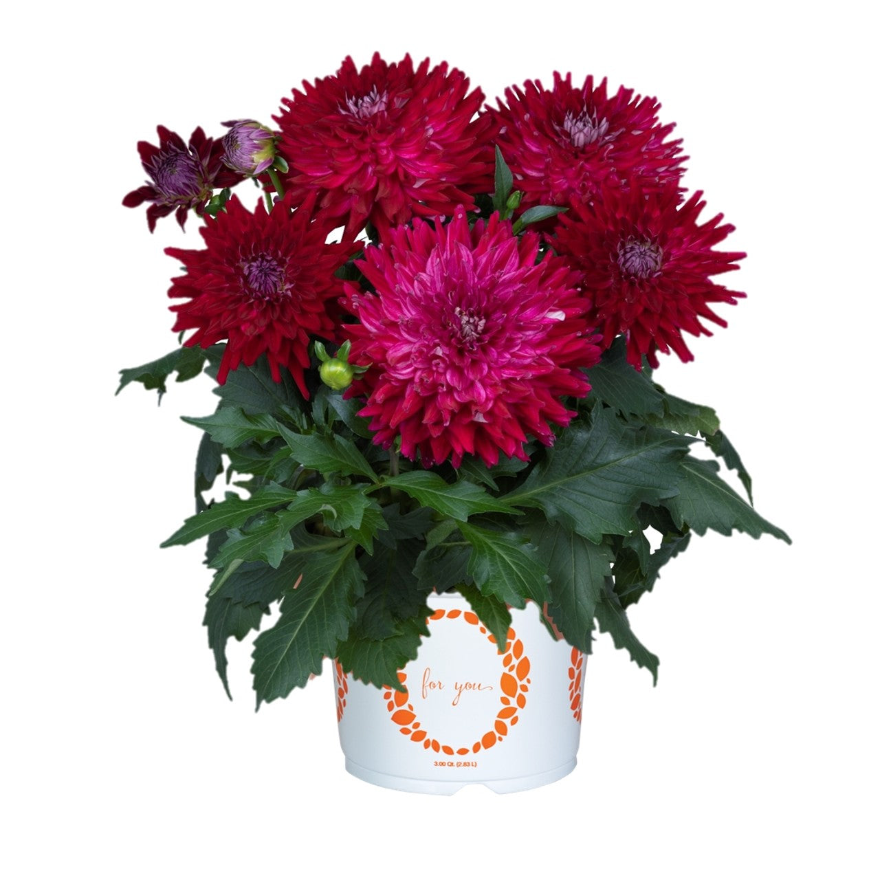 Dahlia 'Megaboom'