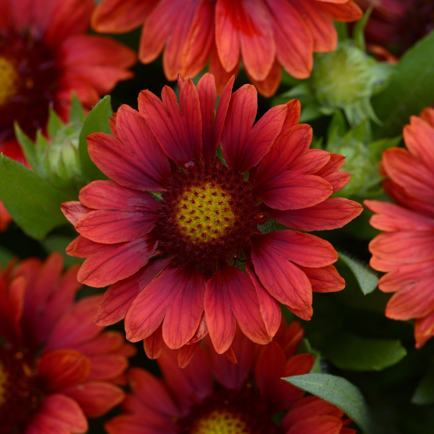 Blanket Flower 'Mesa™'
