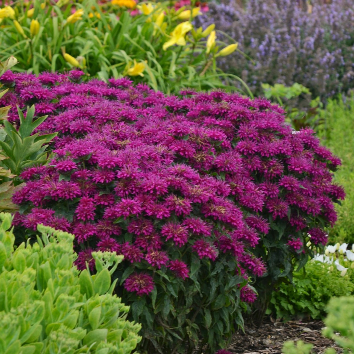 Bee Balm 'Sugar Buzz®' Series
