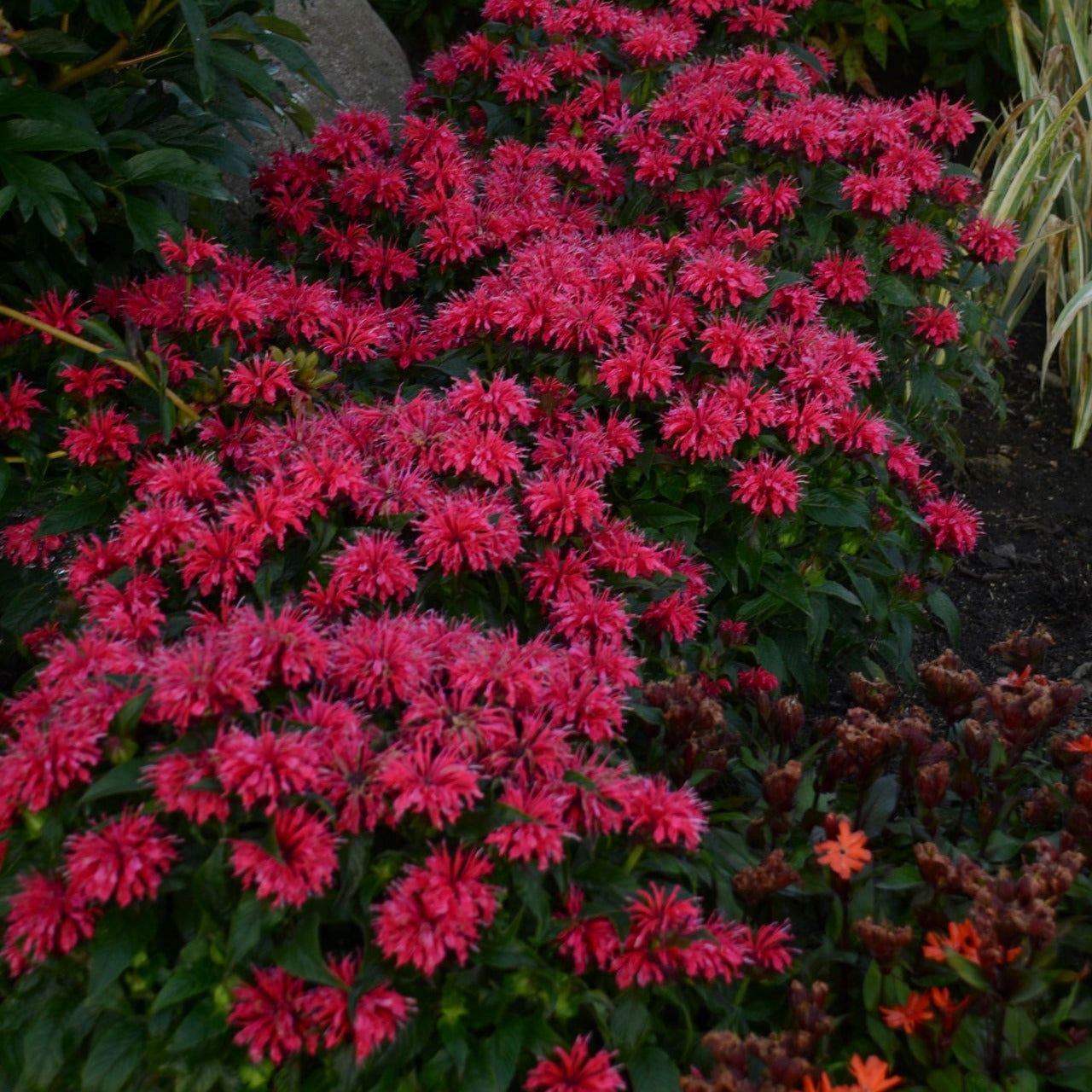 Bee Balm 'Sugar Buzz®' Series