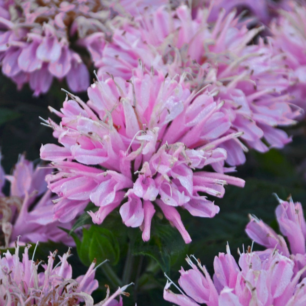 Bee Balm 'Sugar Buzz®' Series