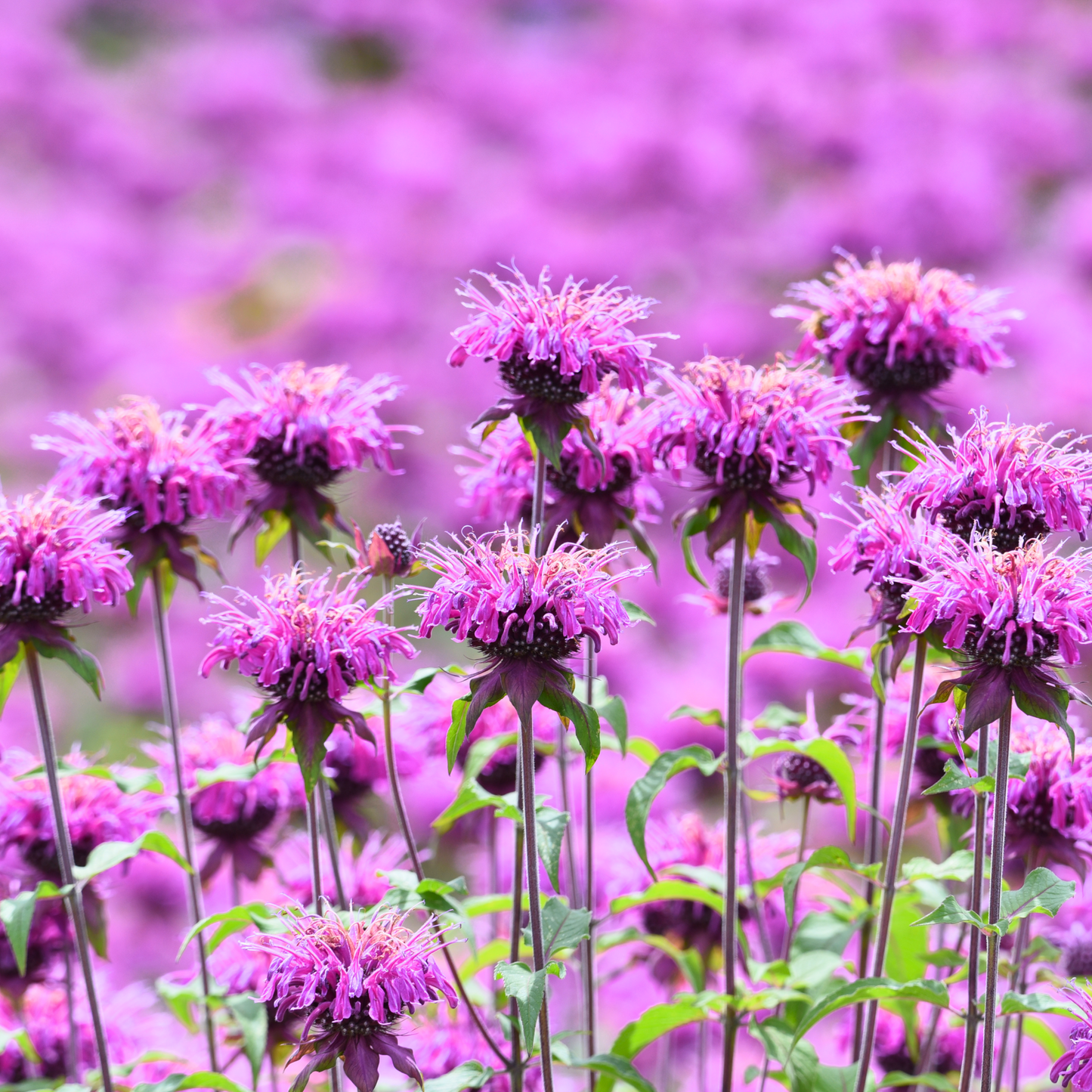 Bee Balm 'Sugar Buzz®' Series