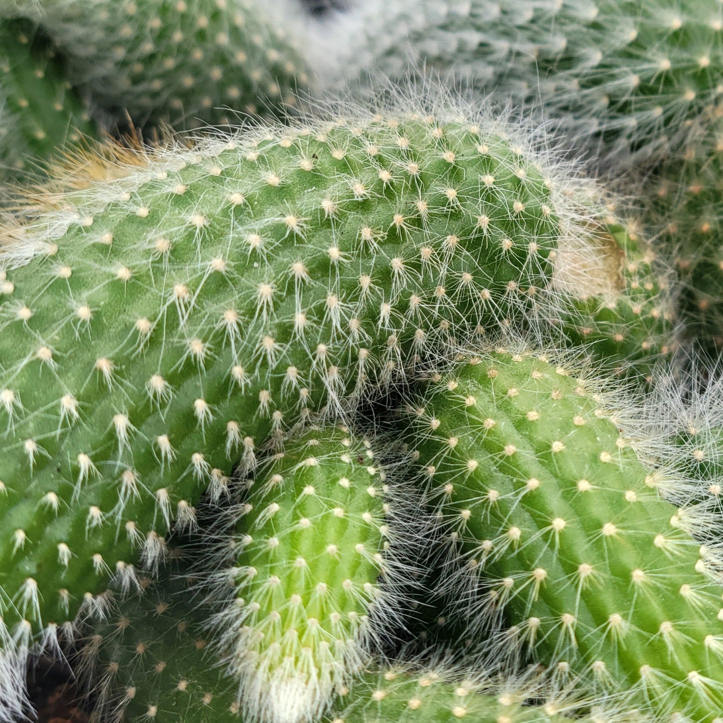 Monkey Tail Cactus