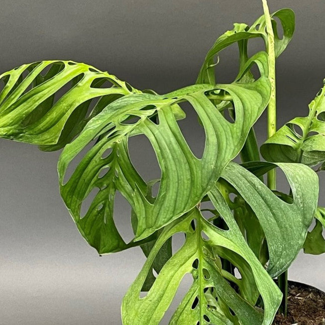 Monstera 'Esqueleto'