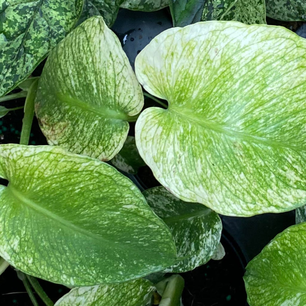 Monstera Mint