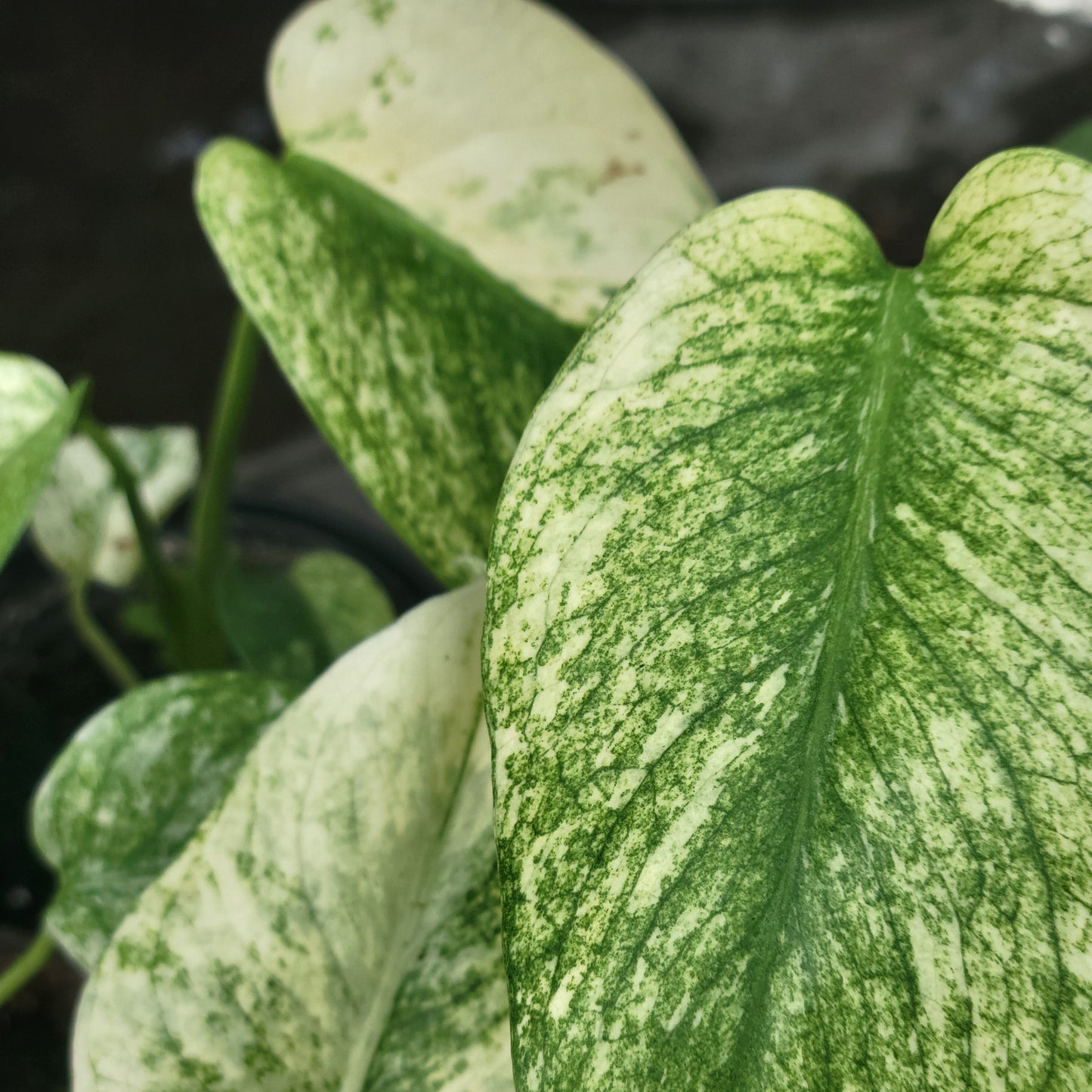 Monstera White Monster