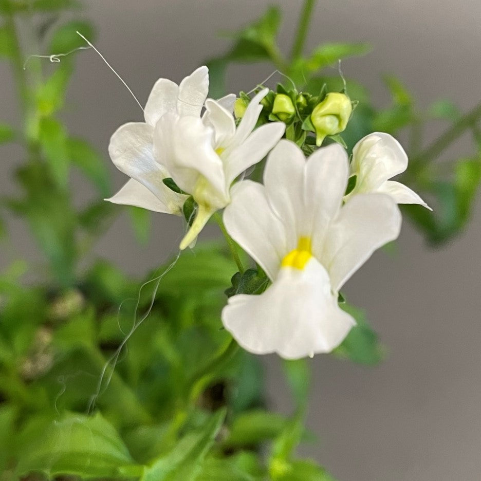 Nemesia 'Aromatica™'